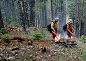 Firefighters igniting slash piles on the Cox Canyon Prescribed Fire Project
